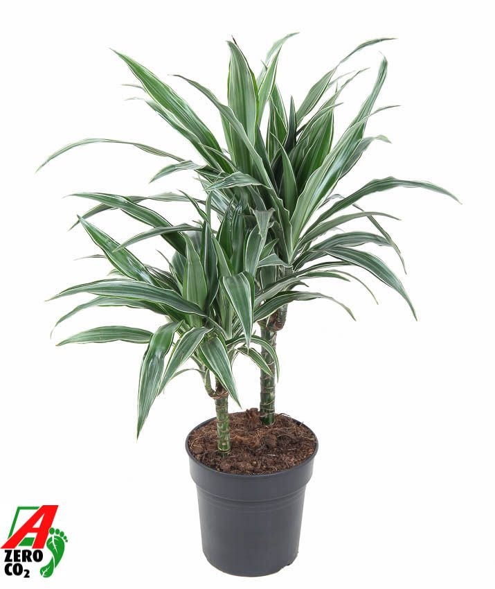 
                  
                    Dracaena Warneckei 70 cm, touffe, pot de 19 cm
                  
                