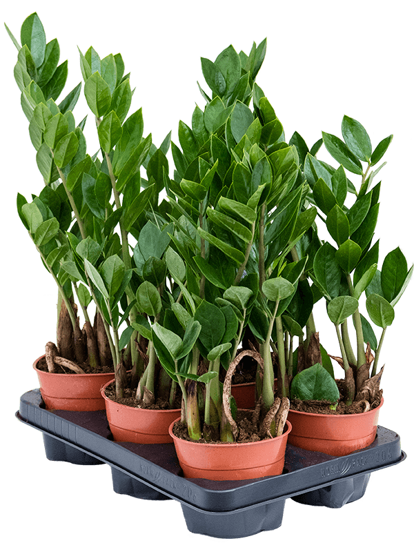 
                  
                    Zamioculcas zamiifolia — lot de 6 plantes de 45 cm, pots 12/10 cm, fond blanc
                  
                