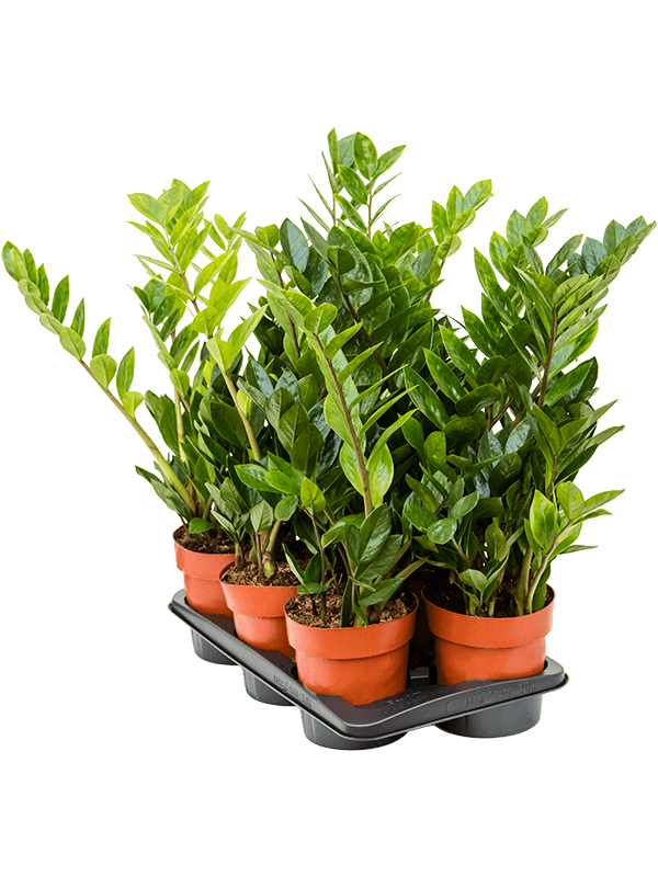 
                  
                    Zamioculcas zamiifolia — lot de 6 plantes de 65 cm, pots 17/16 cm, fond blanc
                  
                