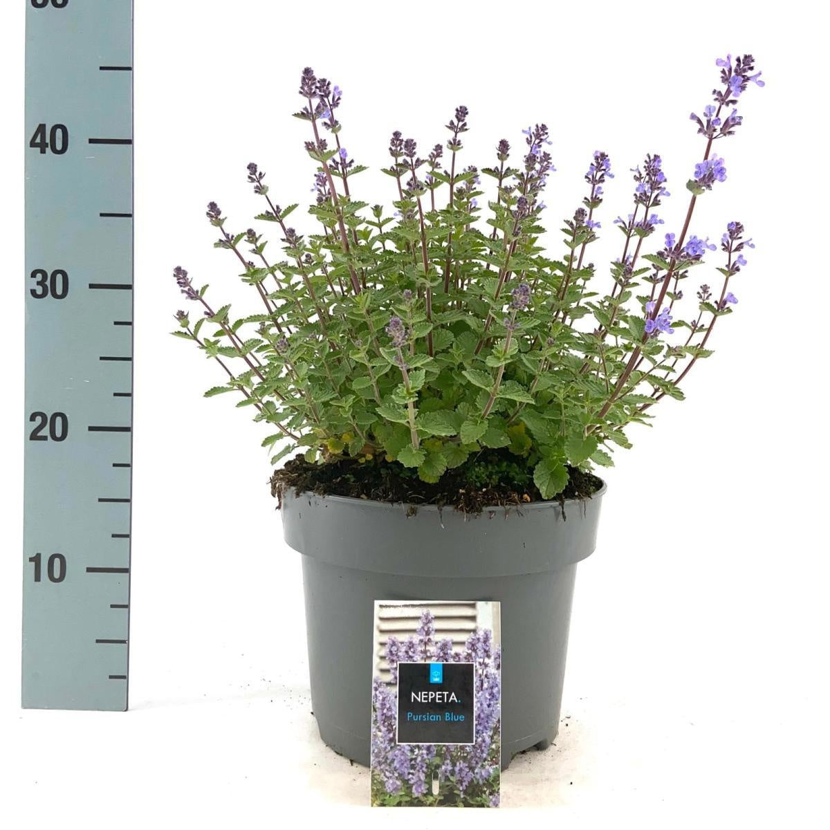 Nepeta × faassenii ‘Purrsian Blue’, sujet en pot de culture de 23 cm, format 35 cm — référence F00009111 proposée par lot de 47 plantes