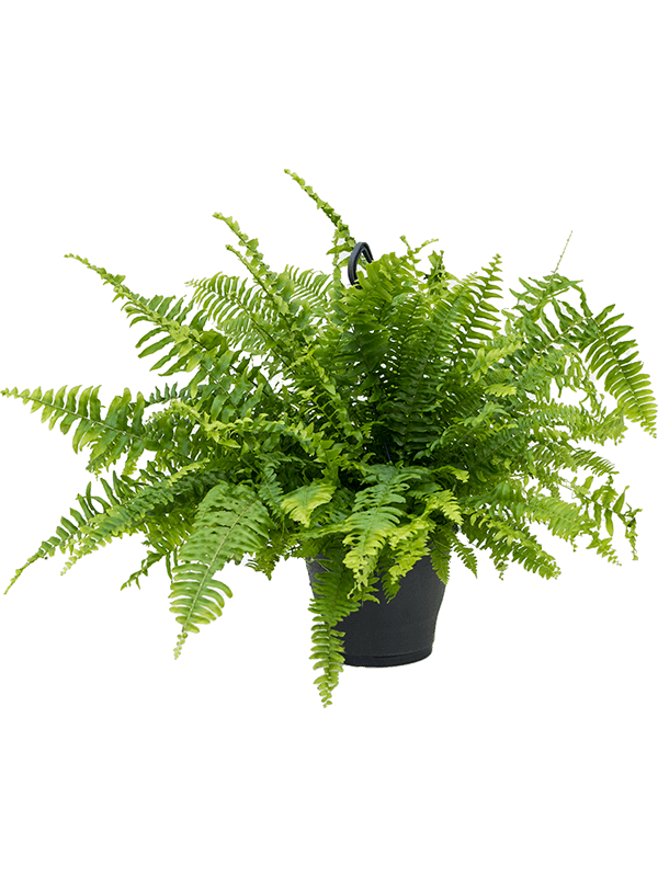 
                  
                    Nephrolepis exaltata Boston, hauteur 50 cm, pot suspendu de 19 cm
                  
                
