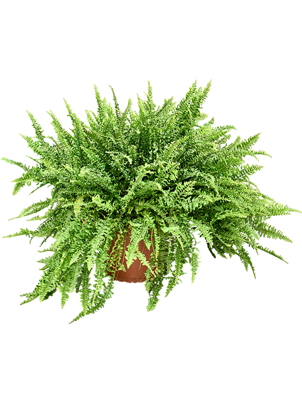 
                  
                    Fougère de Boston Nephrolepis exaltata, hauteur 50 cm, largeur 65 cm, pot de culture de 22 cm, plante entière détourée
                  
                