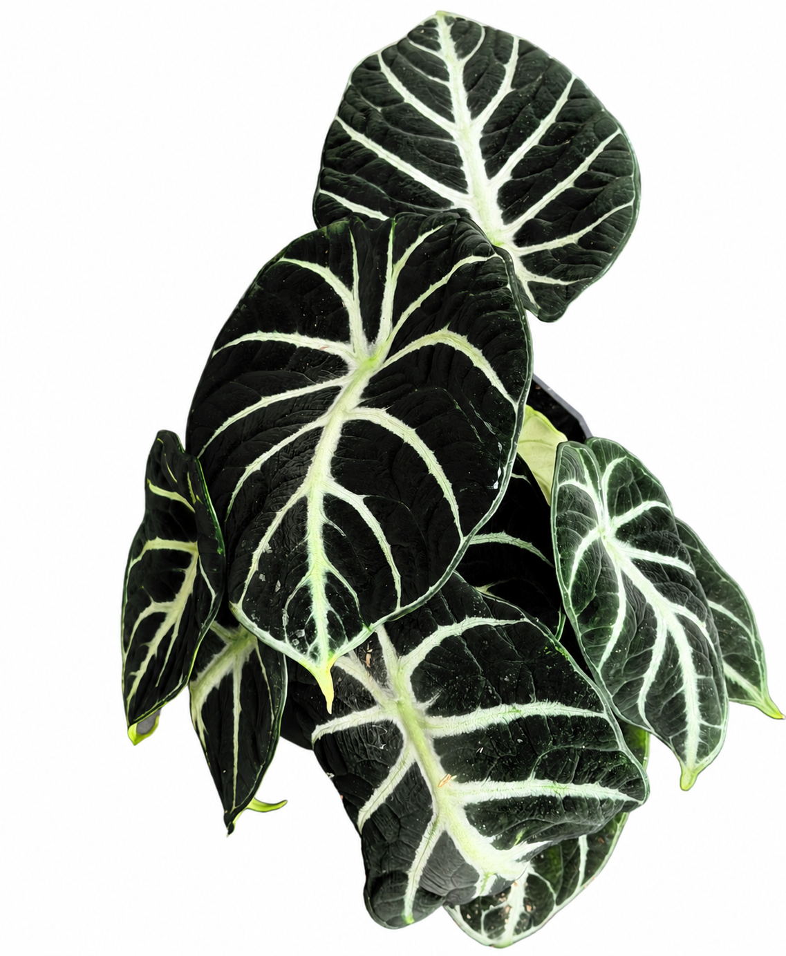 
                  
                    Alocasia reginula Ninja — 25 cm, pot Ø 11 cm — CPS-040
                  
                