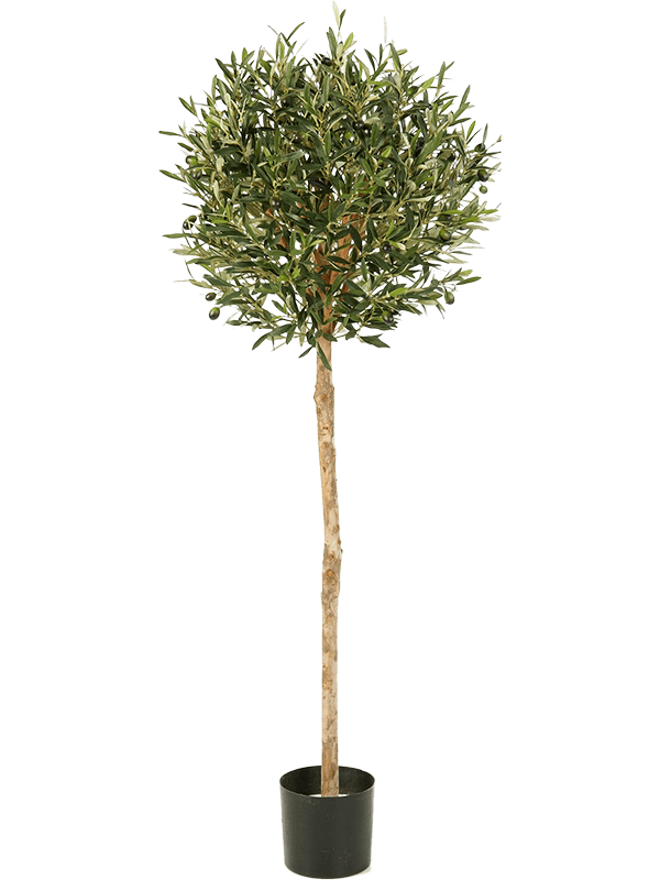 
                  
                    Olivier artificiel boule sur tige 140 cm, vert, pot 17/15 cm — 8FW27705N
                  
                
