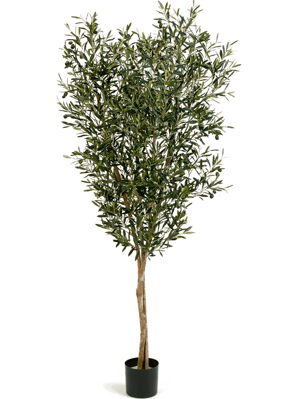 
                  
                    Olivier artificiel ramifié compact 180 cm, vert, pot 17/15 cm — 8FW28006N
                  
                
