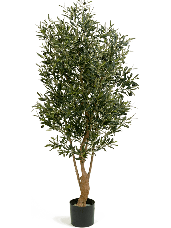 
                  
                    Olivier élancé artificiel 150 cm, feuillage vert, pot 17/15 cm — 8FW28205N
                  
                
