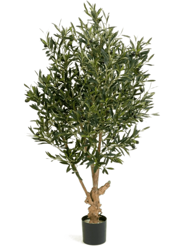 
                  
                    Olivier élancé artificiel 180 cm, feuillage vert, pot 17/15 cm — 8FW28206N
                  
                