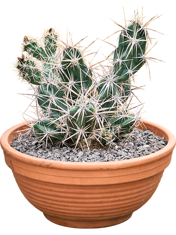 Opuntia invicta.