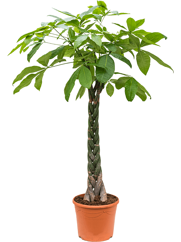 
                  
                    Pachira aquatica tressé de 190 cm, pot de culture 35 cm, fond blanc
                  
                