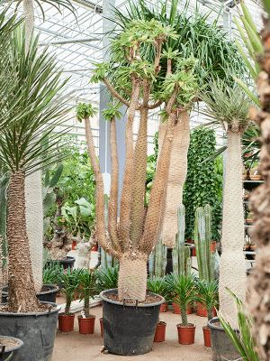 
                  
                    Pachypodium lamerei
                  
                