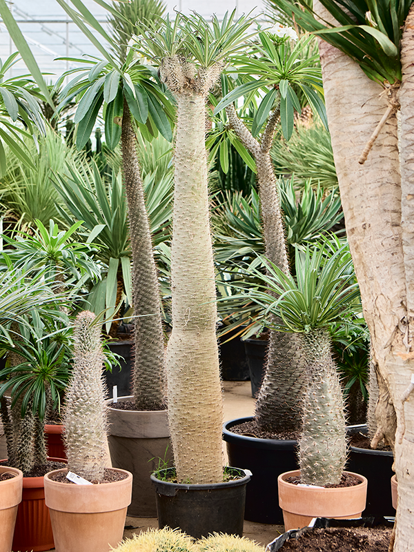 
                  
                    Pachypodium lamerei
                  
                