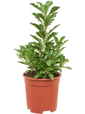 pachypodium saundersii