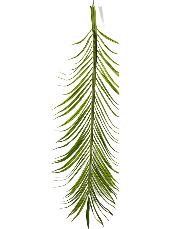 
                  
                    Ensemble de 18 palmes de Phoenix artificielles vertes, hauteur 165 cm
                  
                