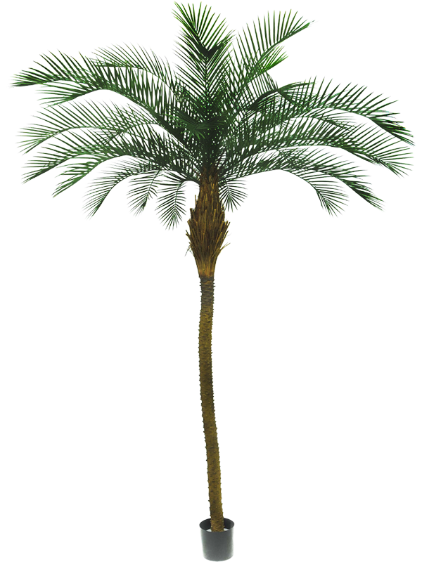 
                  
                    Palmier artificiel Silk-ka de 213 cm, tronc élancé et couronne de palmes fines, avec pot de base
                  
                