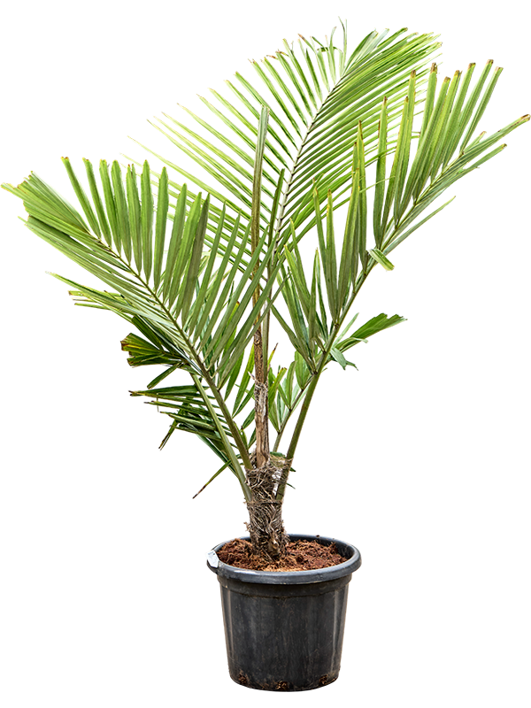 Palmiers Arenga engleri