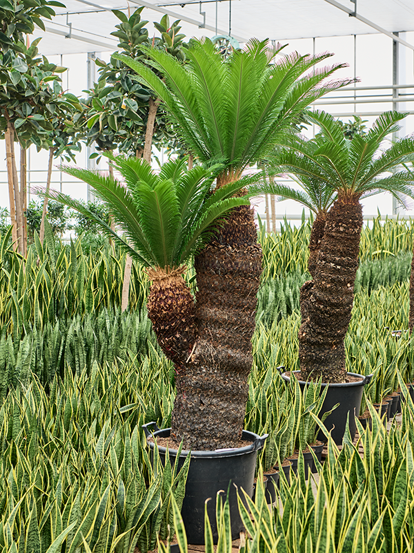
                  
                    Cycas revolutas
                  
                