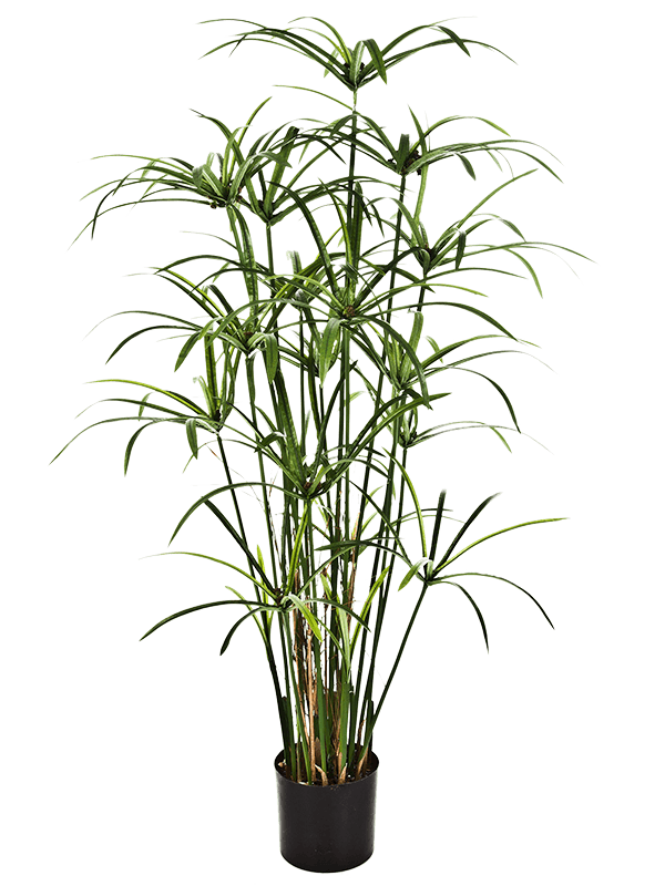 
                  
                    Papyrus Buisson artificiel 125 cm, tiges dressées et feuillage vert en ombrelles, pot de base noir
                  
                