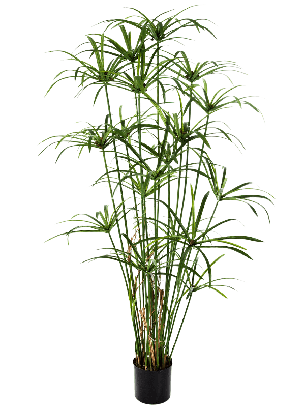 
                  
                    Papyrus Buisson artificiel 155 cm, tiges dressées et feuillage vert en ombrelles, pot de base noir
                  
                