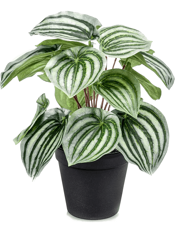 Peperomia Buisson artificiel