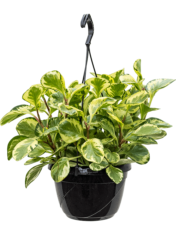 Peperomia obtusifolia Golden Gate de 50 cm, feuillage panaché jaune et vert, pot de culture suspendu de 20 cm