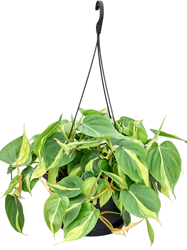 
                  
                    Philodendron Brasil retombant, hauteur 40 cm, pot de 28 cm
                  
                