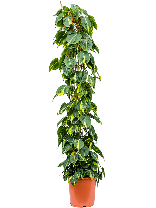 
                  
                    Philodendron Brasil en colonne, hauteur 150 cm, pot de 27 cm
                  
                