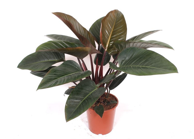 Philodendron Congo Red, hauteur 90 cm, pot de culture de 27 cm