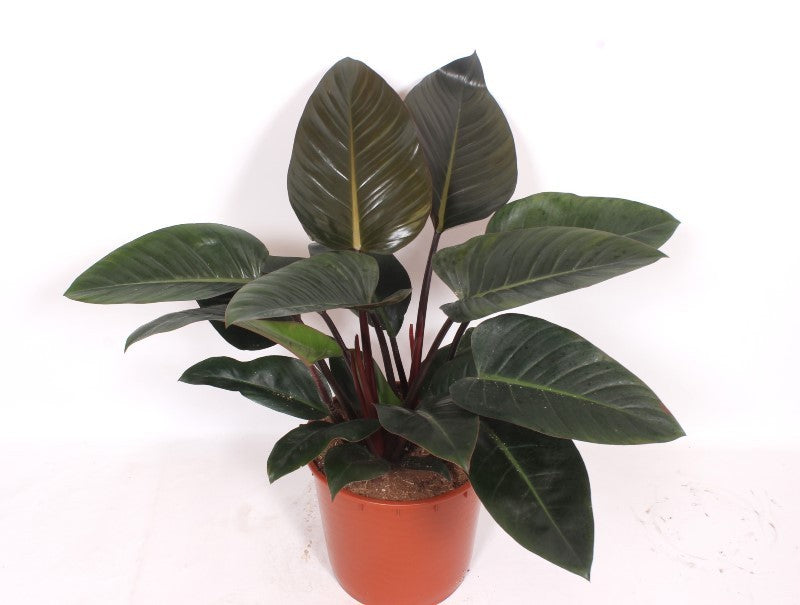 
                  
                    Philodendron Congo Red, hauteur 90 cm, pot de culture de 34 cm
                  
                