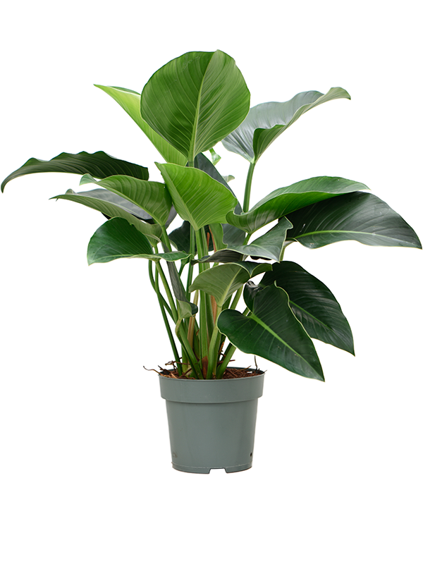 
                  
                    Philodendron Green Beauty en buisson, hauteur 80 cm, pot de culture 27 cm
                  
                