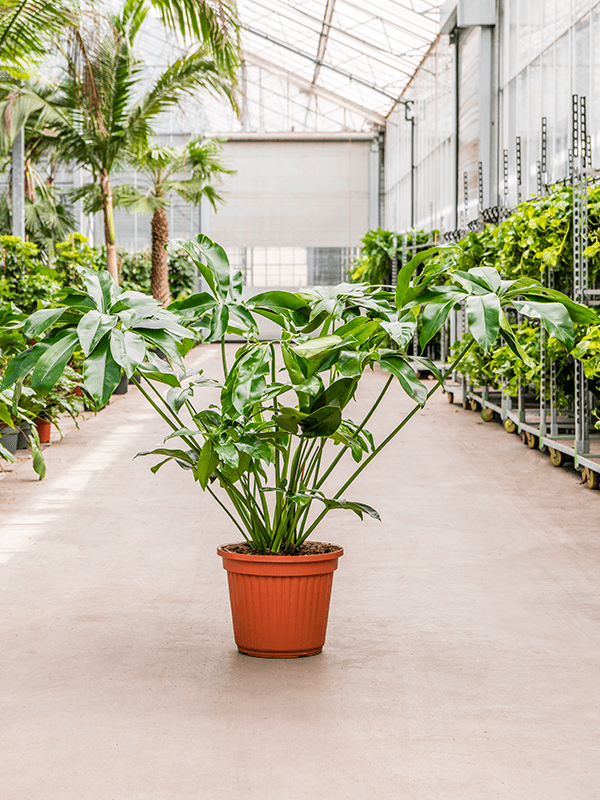 
                  
                    Philodendron Green Wonder, hauteur 130 cm, pot de culture 40 cm
                  
                