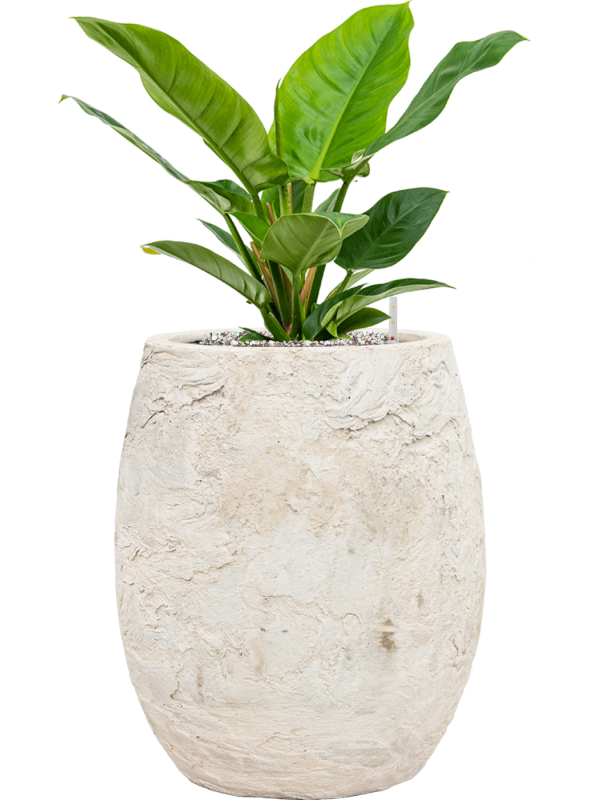 
                  
                    Philodendron Imperial Green en pot BAQ Algar Balloon blanc, composition prête à installer
                  
                
