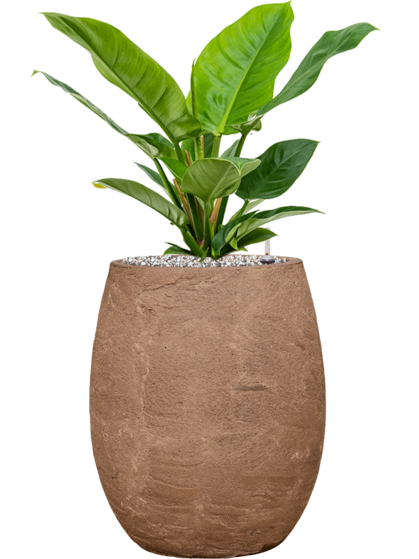 
                  
                    Philodendron Imperial Green en pot BAQ Algar Balloon brun, composition prête à installer
                  
                