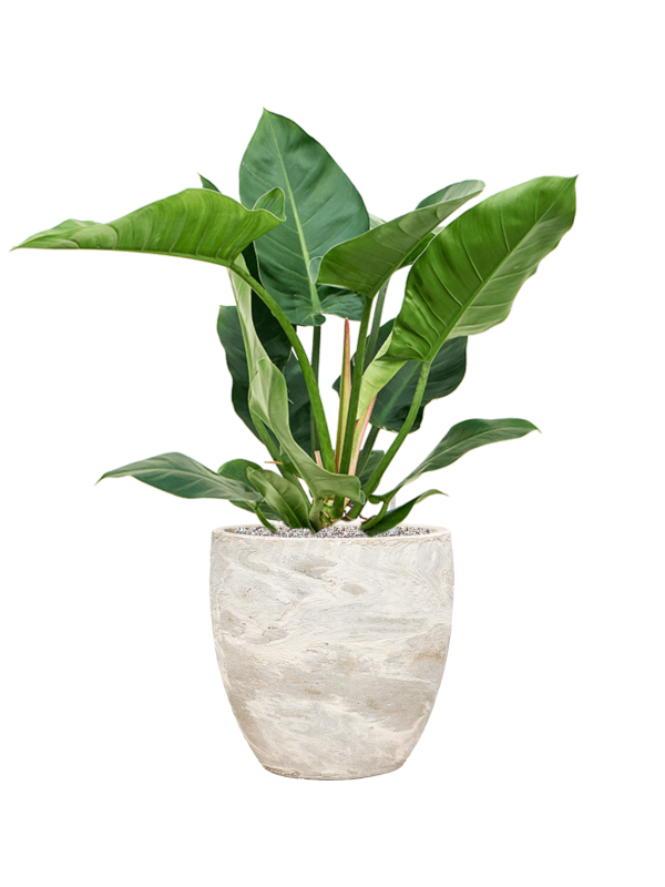 
                  
                    Philodendron Imperial Green en pot BAQ Algar Couple blanc, composition prête à installer
                  
                