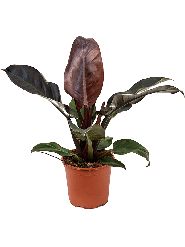 
                  
                    Philodendron Imperial Red, hauteur 50 cm, pot de culture 19 cm
                  
                