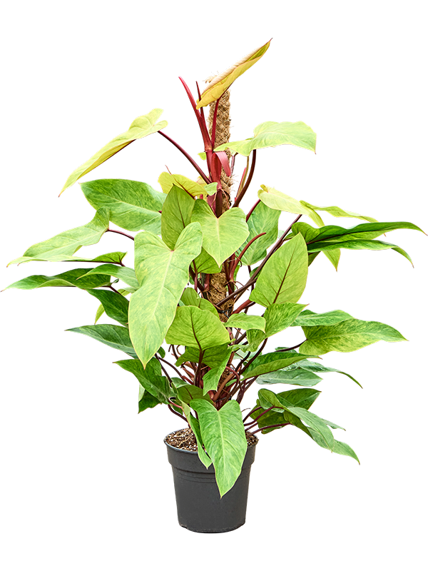 
                  
                    Philodendron Painted Lady sur tuteur mousse — 100 cm
                  
                