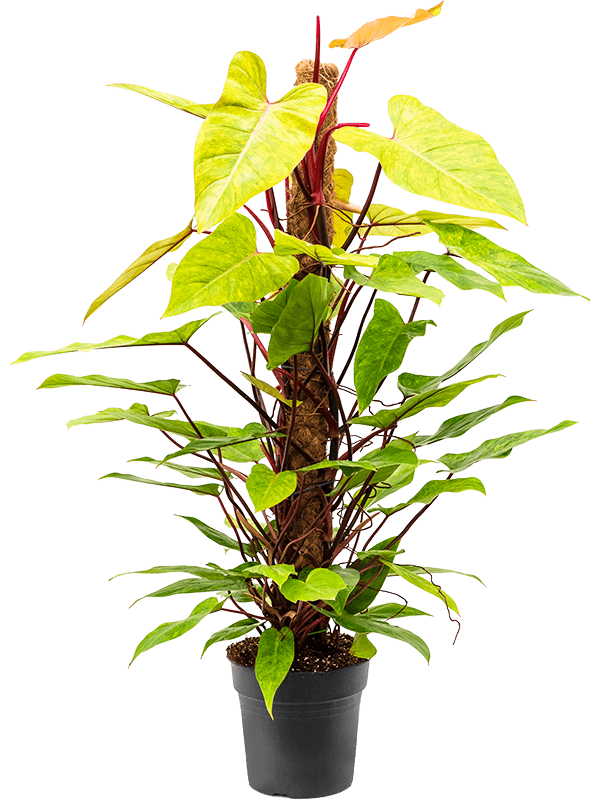 
                  
                    Philodendron Painted Lady sur tuteur mousse — 110 cm
                  
                