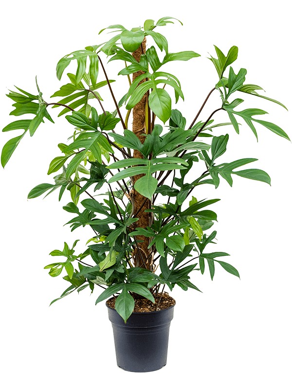 
                  
                    Philodendron pedatum sur tuteur mousse, hauteur 100 cm, pot de culture de 21 cm
                  
                