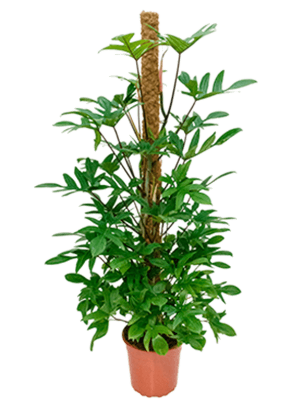 
                  
                    Philodendron pedatum sur tuteur mousse, hauteur 150 cm, pot de culture de 27 cm
                  
                