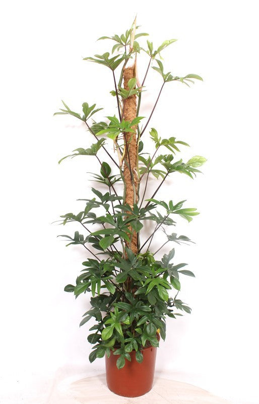 
                  
                    Philodendron pedatum sur support en colonne, hauteur 200 cm, pot de culture de 34 cm
                  
                