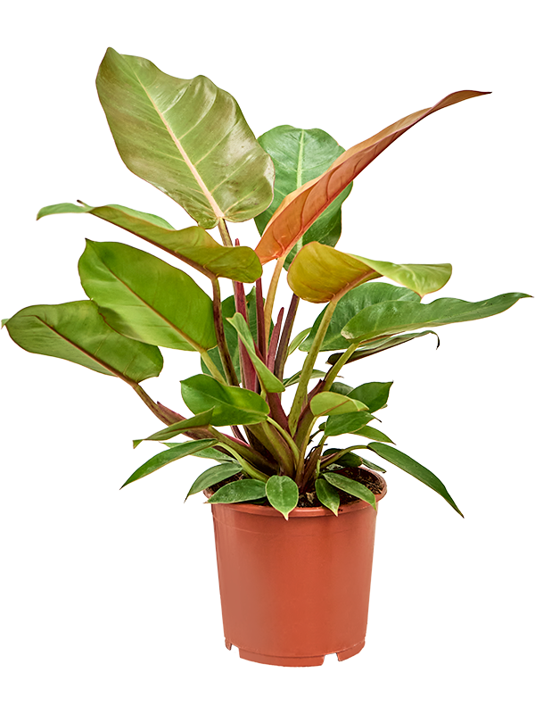 
                  
                    Philodendron Prince of Orange, jeunes feuilles cuivrées, hauteur 40 cm et pot de 17 cm
                  
                
