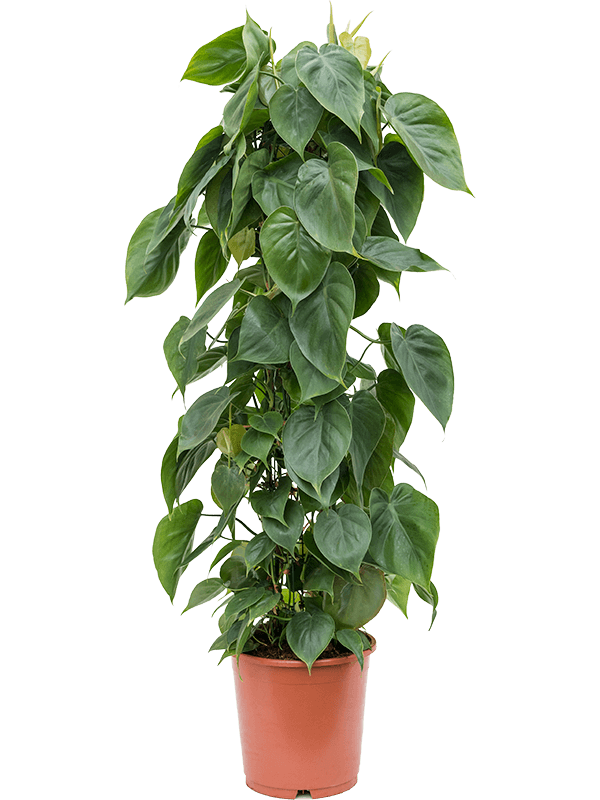 
                  
                    Philodendron scandens colonne, hauteur 110 cm, pot de culture de 24 cm
                  
                