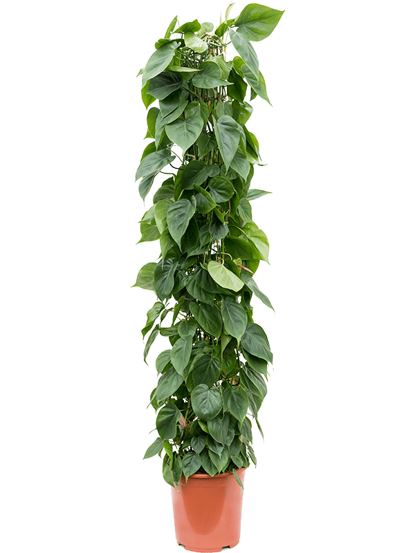 
                  
                    Philodendron scandens colonne, hauteur 160 cm, pot de culture de 27 cm
                  
                