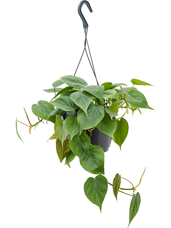 
                  
                    Philodendron scandens retombant, hauteur 35 cm, pot de culture de 17 cm
                  
                