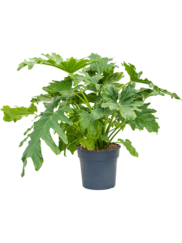 
                  
                    Philodendron selloum, hauteur 85 cm, pot de culture de 24 cm
                  
                