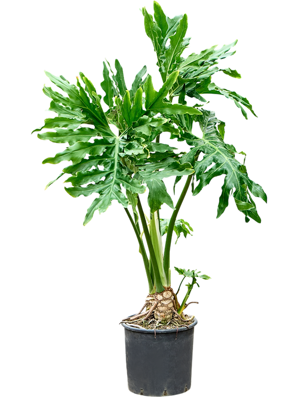 
                  
                    Philodendron selloum, hauteur 90 cm, pot de culture de 20 cm
                  
                