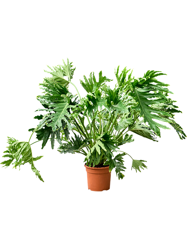 
                  
                    Philodendron selloum XL en buisson, hauteur 120 cm, largeur 100 cm, pot de culture 30 cm
                  
                