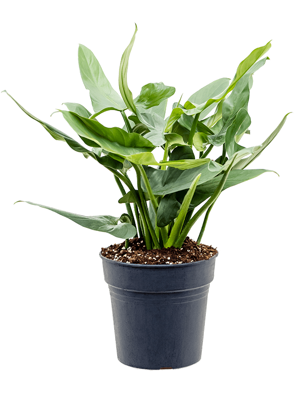 
                  
                    Philodendron Silver Queen au feuillage vert argenté, hauteur 60 cm, pot de culture de 24 cm
                  
                