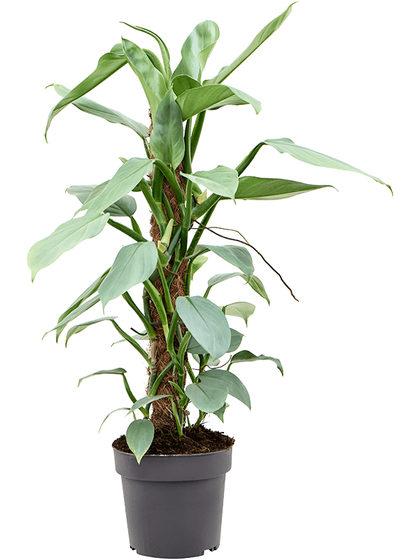 Philodendron Silver Queen au feuillage argenté sur tuteur mousse, hauteur 80 cm, pot de 17 cm