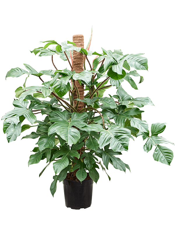 
                  
                    Philodendron squamiferum, hauteur 150 cm, pot de culture de 30 cm
                  
                