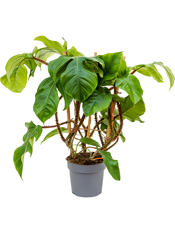 
                  
                    Philodendron squamiferum sur grille, hauteur 60 cm, pot de culture 17 cm
                  
                